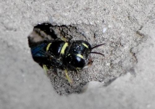 Tracheliodes quinquenotatus